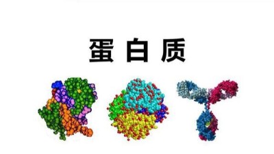 蛋白質與生物酶的關系