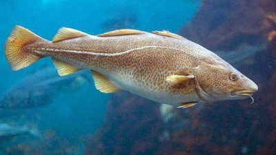 木瓜蛋白酶、堿性蛋白酶制備魚皮膠原蛋白肽的工藝控制點