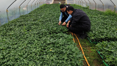 木瓜種植季——蛋白酶源頭守護(hù)品質(zhì)，鑄就酶好未來(lái)