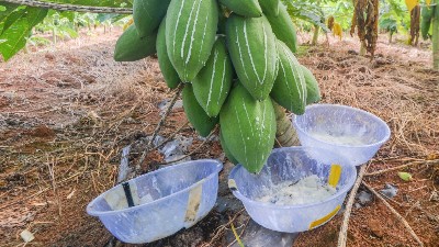 木瓜蛋白酶、風(fēng)味酶在寵物誘食風(fēng)味劑中的應(yīng)用