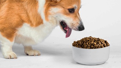 寵物飼料誘食劑是用什么做的？酶制劑很重要