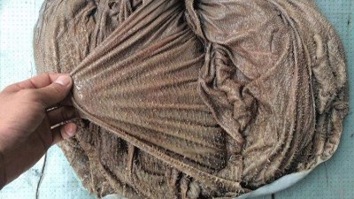 木瓜蛋白酶處理鹽漬干毛肚，可以像堿一樣達到漲發的效果嗎？