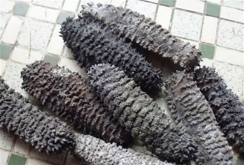 東南亞地區的梅花參