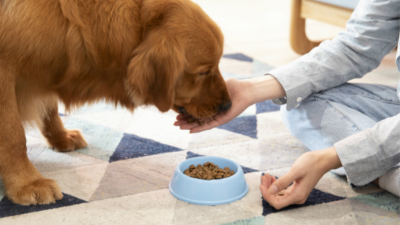 金槍魚酶解生產寵物誘食劑的影響因素有哪些？