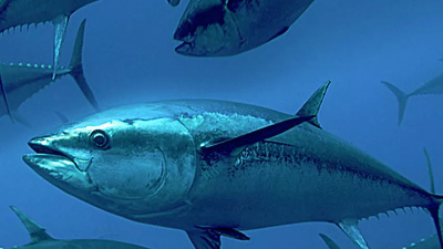 金槍魚酶解在寵物誘食劑中的應用