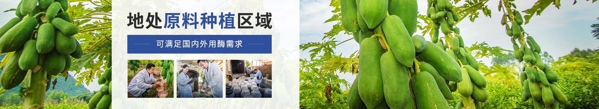 東恒華道木瓜蛋白酶：地處原料種植區(qū)域，可滿足國內(nèi)外用酶需求