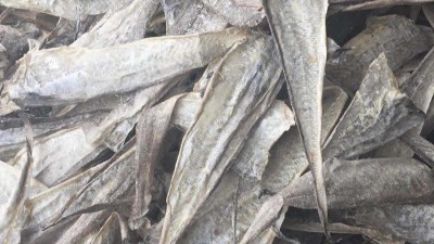 魚皮膠原蛋白寡肽如何酶解制取及應用領域都有哪些？